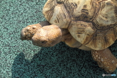 小さな一歩