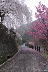 桜道