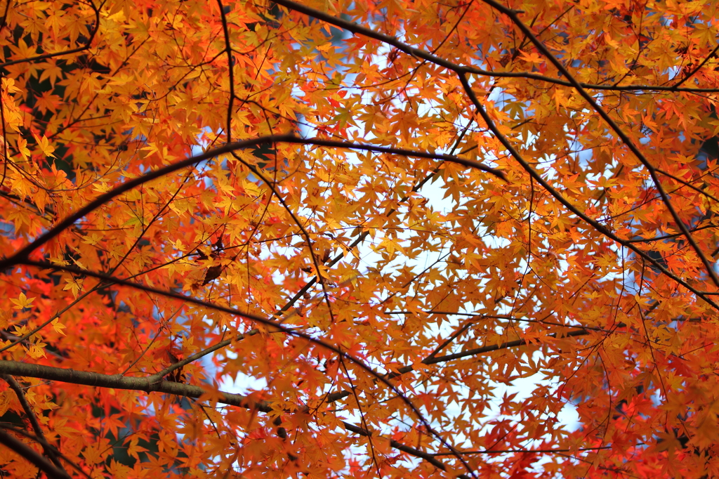 大豊町　定福寺　14