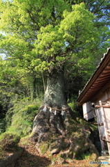 佐川の大樟