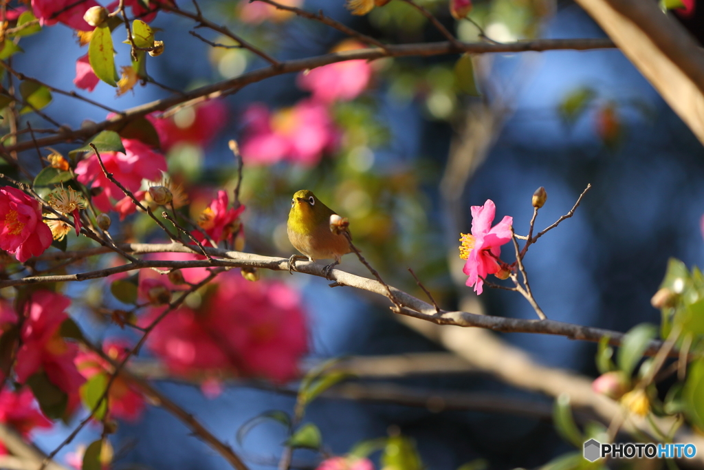 陽気に誘われて