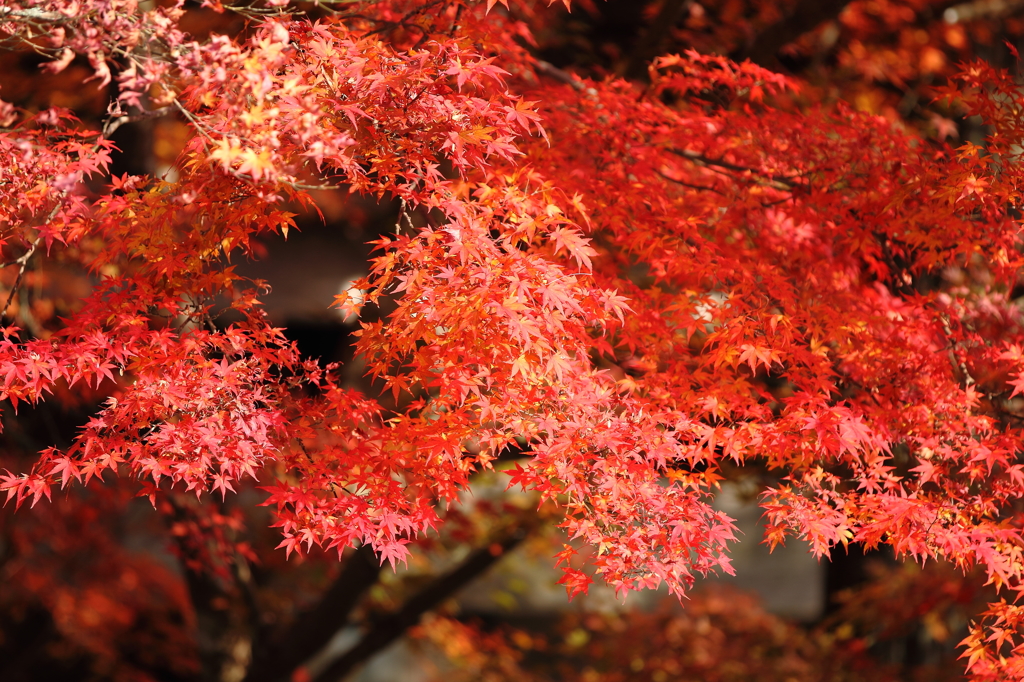 大豊町　定福寺　１