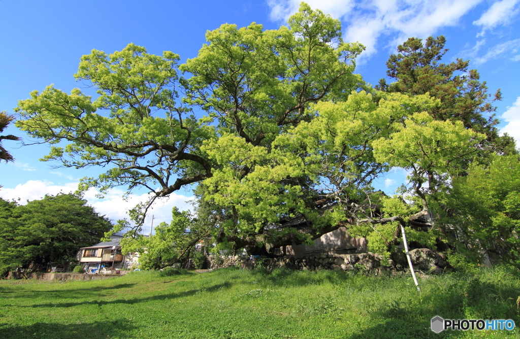私が気になる樹　011