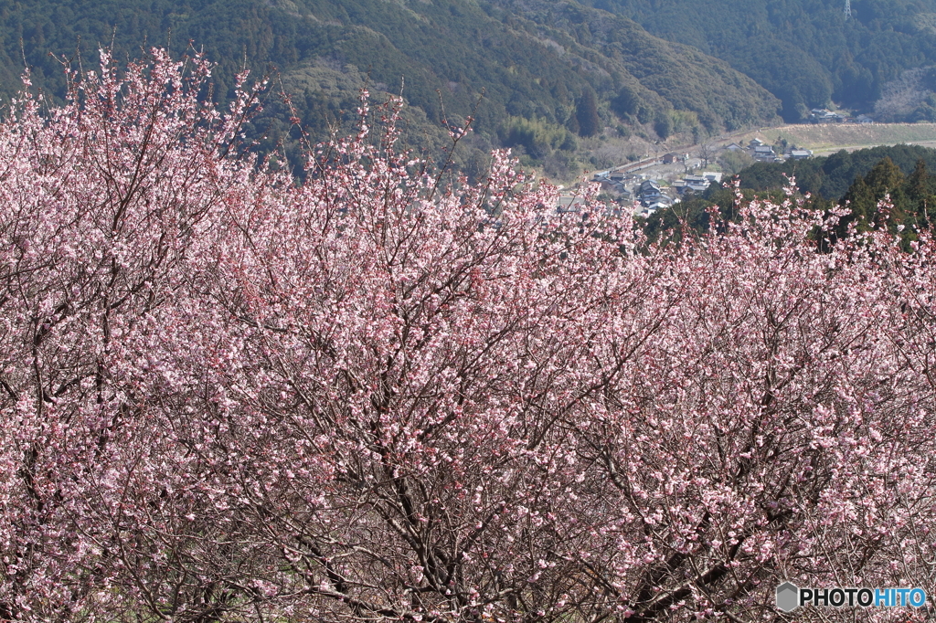 春景色　桑田山～吾桑（あそう）駅方面を望む