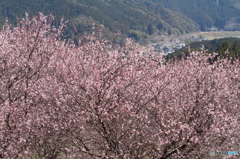 春景色　桑田山～吾桑（あそう）駅方面を望む
