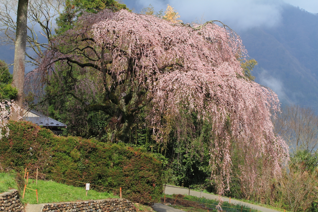 しだれ桜