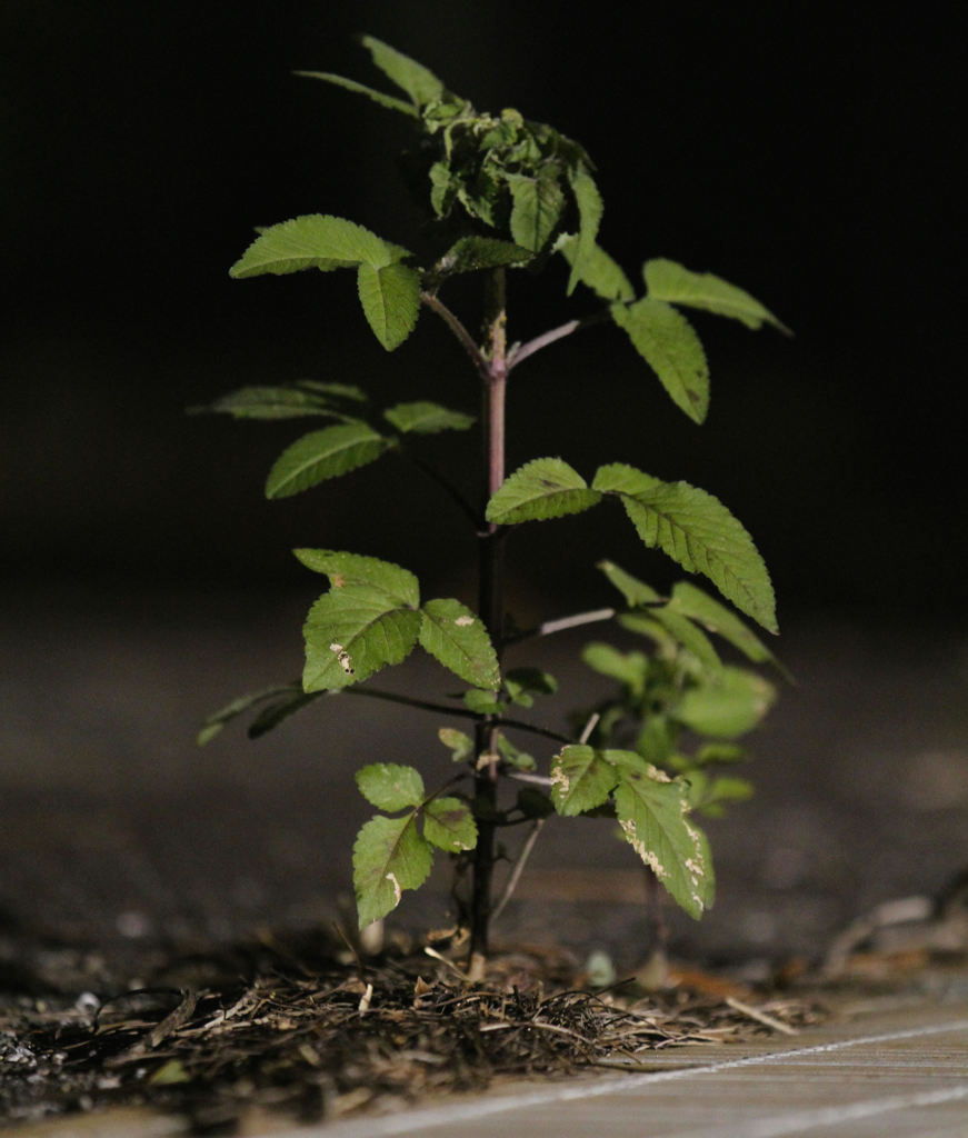 根のあるヤツは