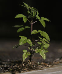 根のあるヤツは