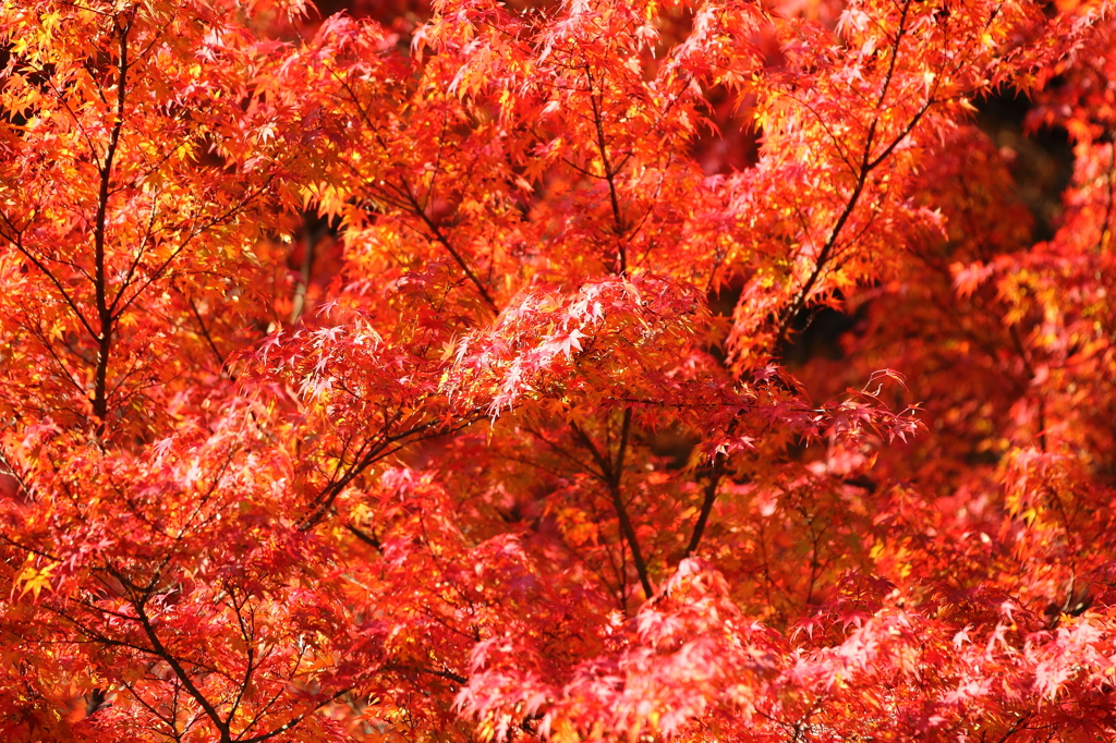 大豊町　定福寺　2