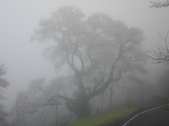 多分満開であるはず