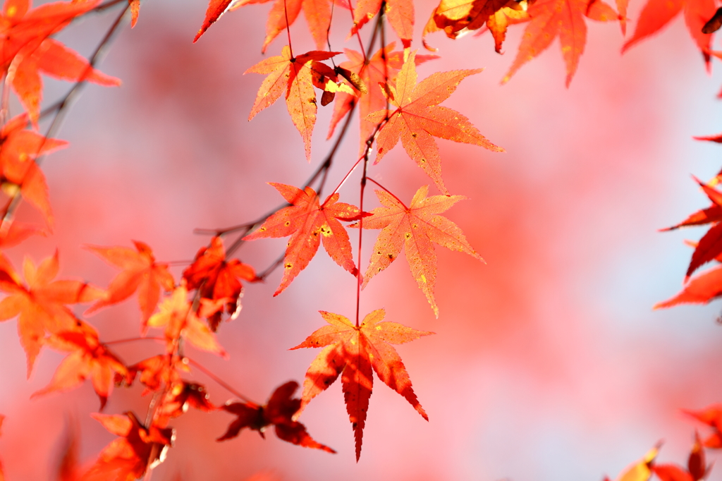 大豊町　定福寺　9