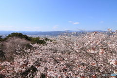 春ですね