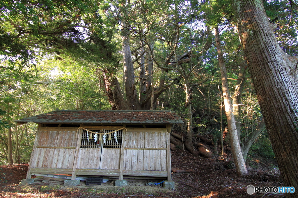 山ノ神の大杉