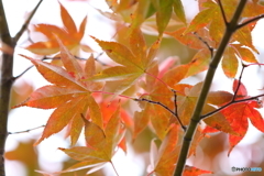 晩秋