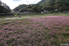 れんげ畑