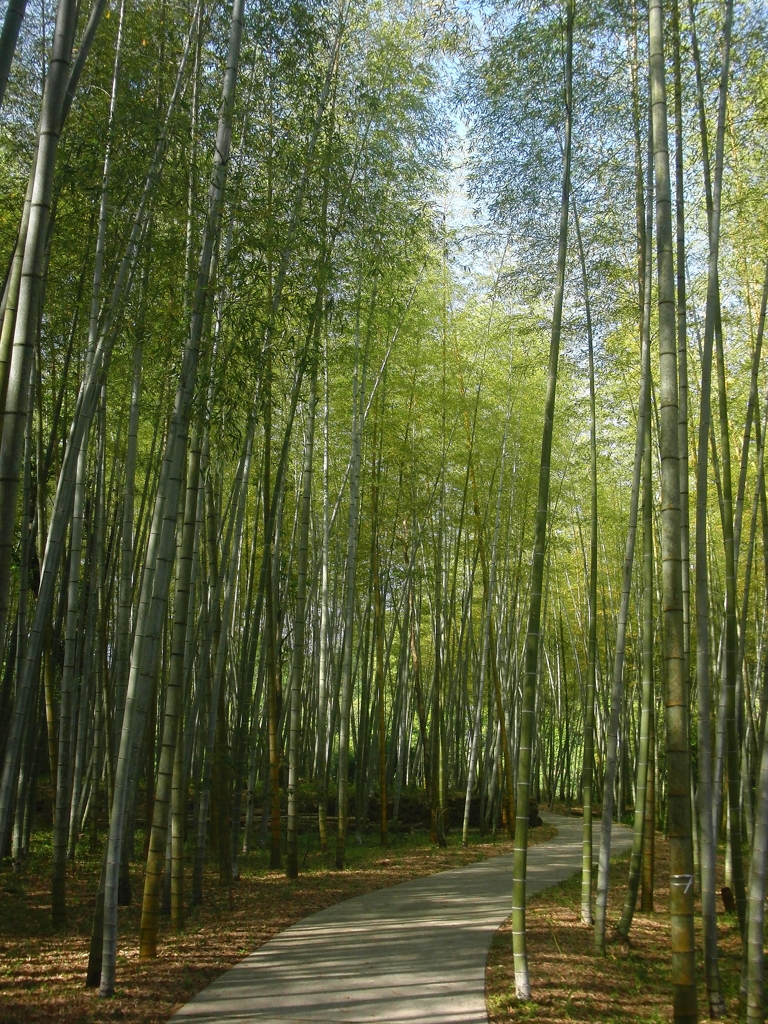 午後の散歩道