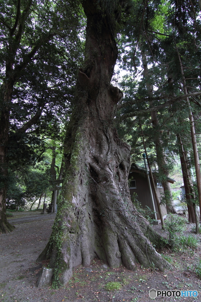宮ヶ奈路のムクノキ