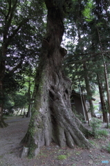 宮ヶ奈路のムクノキ