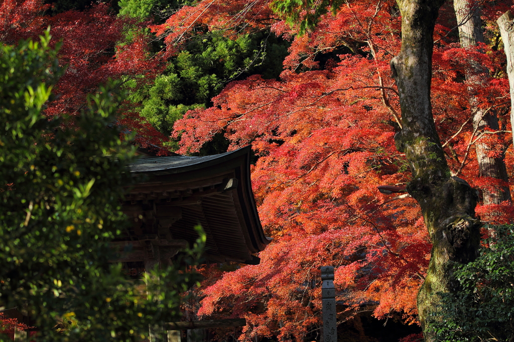 大豊町　定福寺　１5