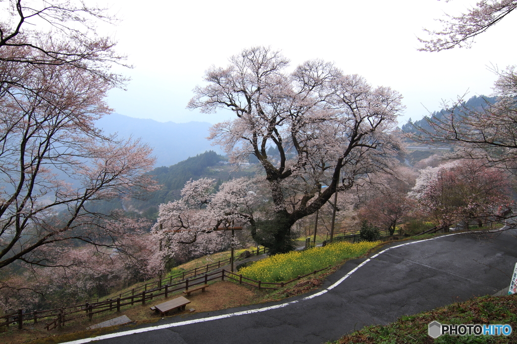 雨のひょうたん桜