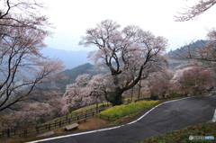 雨のひょうたん桜