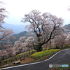 雨のひょうたん桜