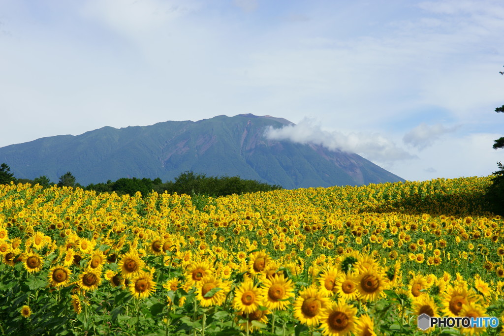 岩手山を彩る夏。