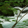 小雨の奥入瀬。