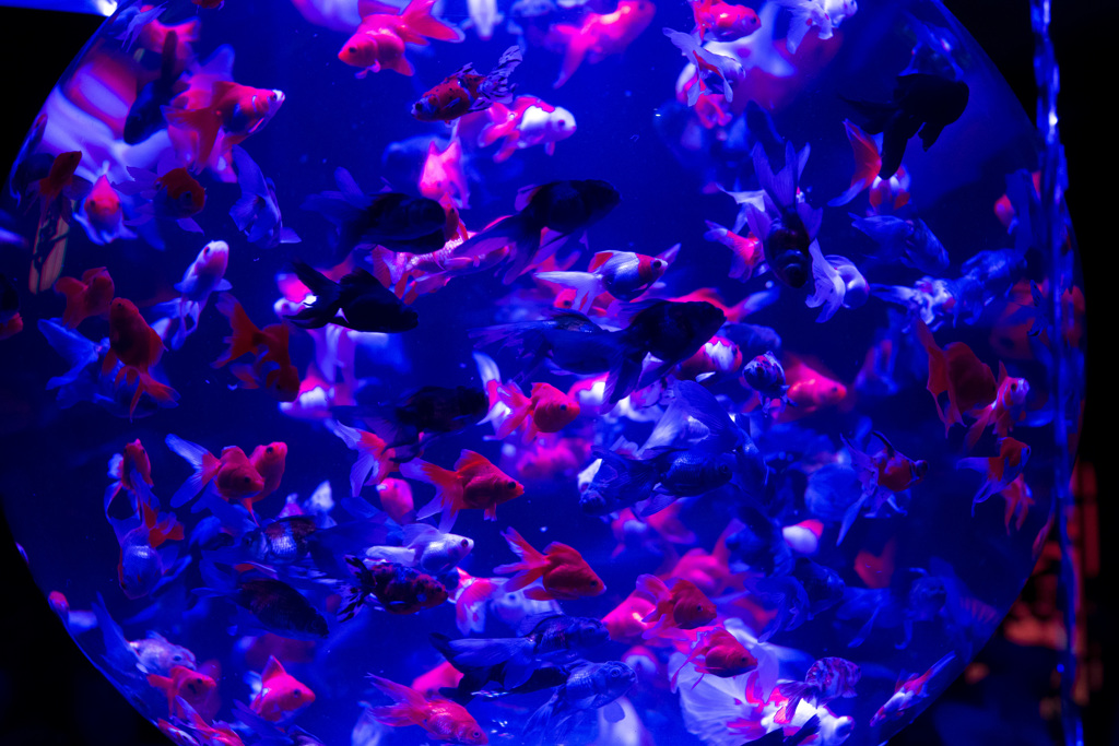 アートアクアリウム金沢。