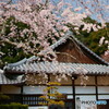 桜舞う。
