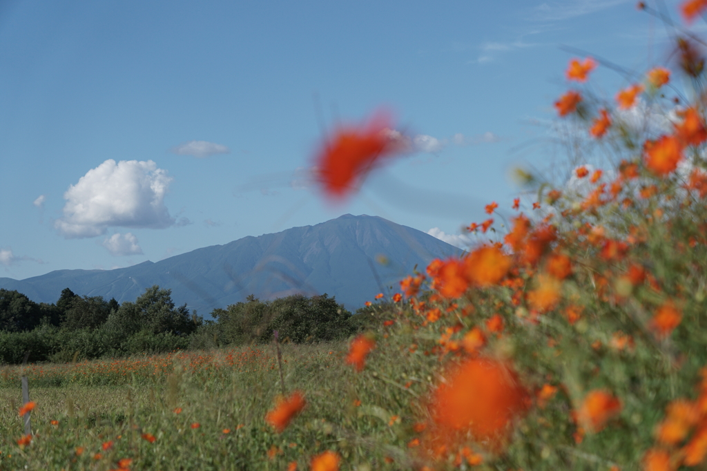 キバナコスモスと岩手山。