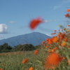 キバナコスモスと岩手山。