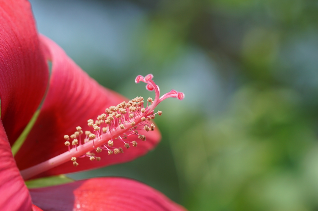 花蕊。