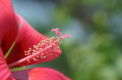 花蕊。