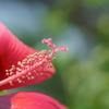 花蕊。