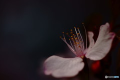 妖桜。