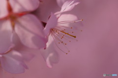 桃花。