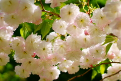 参道に咲く八重桜。