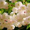参道に咲く八重桜。