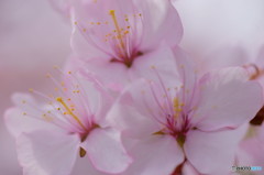 桜三姉妹。