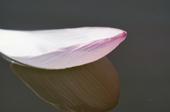落花 心あり。