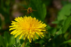 蜜蜂と春ぽぽ。