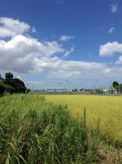 真夏の大会会場