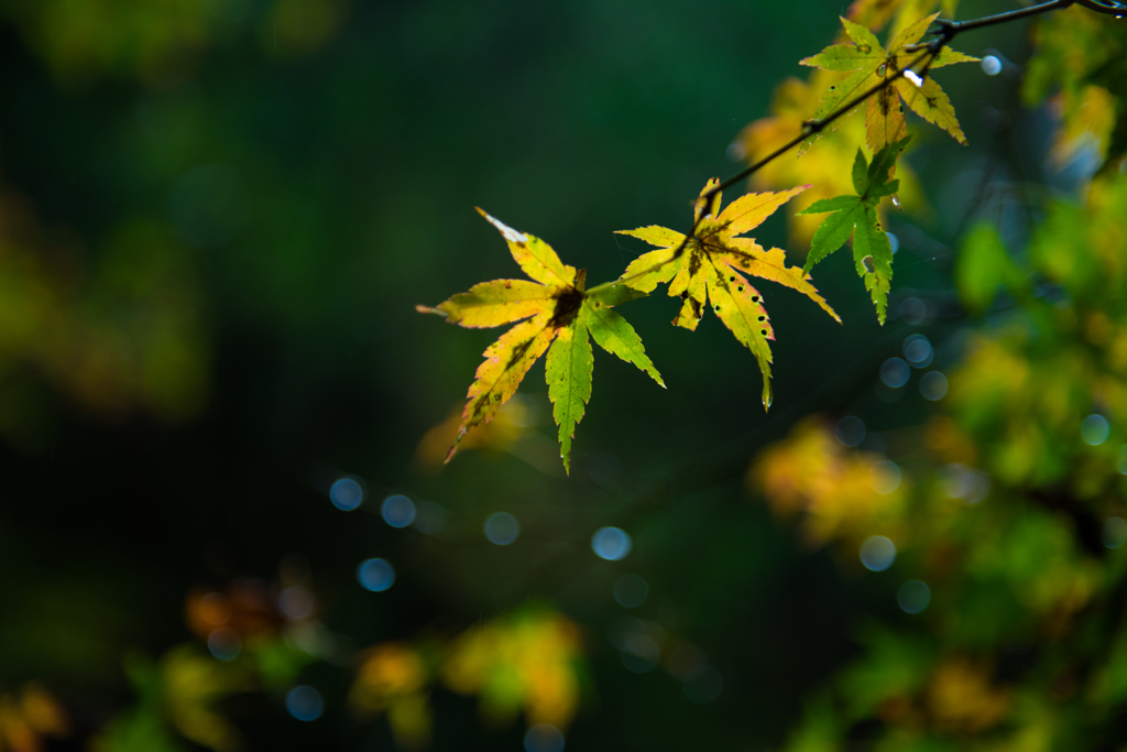 雨に打たれて