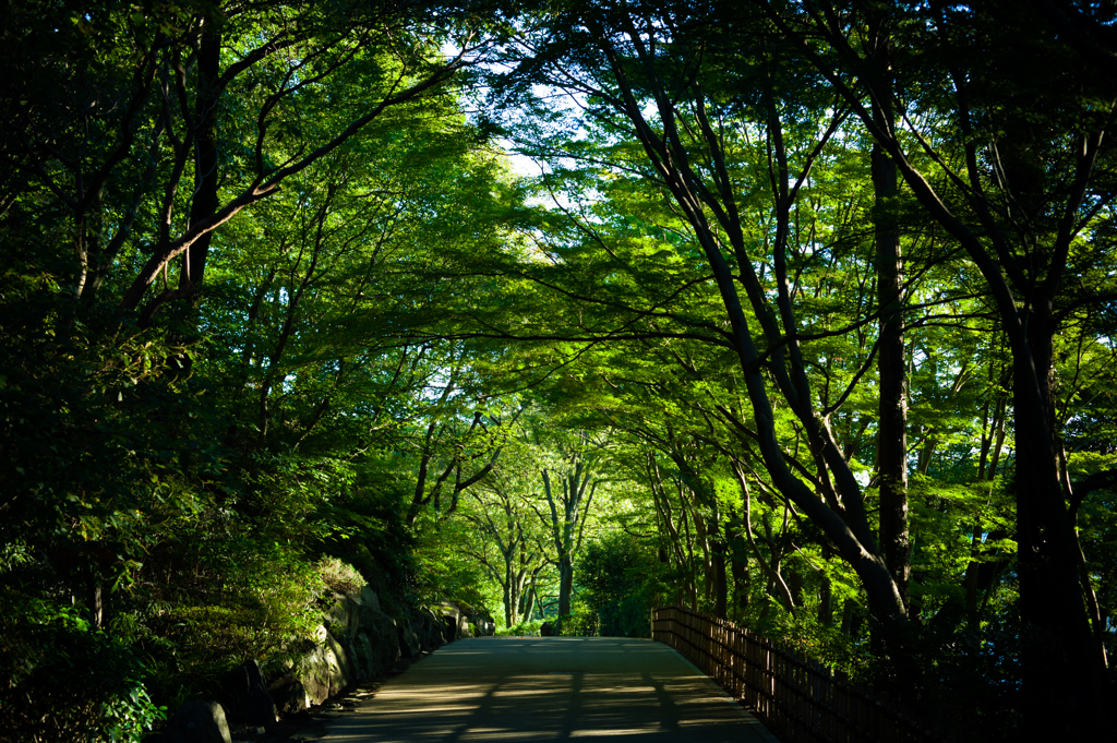 初秋の散歩道