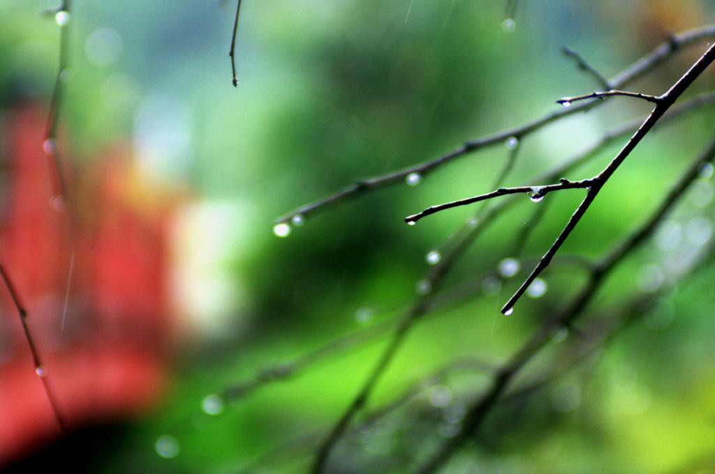 秋待ち雨