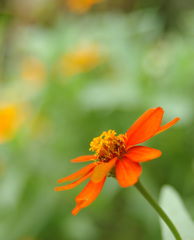 中くらいの花