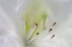 早くおいでよ虫さん達