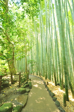 鎌倉の竹林①