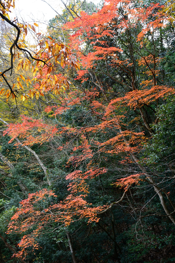 るり渓～紅葉８